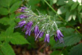 Purple flower