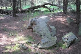 Large rock jutting out from beneath a bed of pine needles