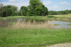 Roulette Pond