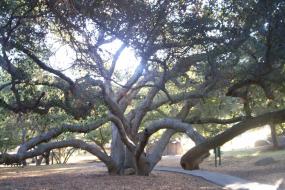 Twisting limbs of a Live Oak