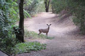 A deer standing in the trail