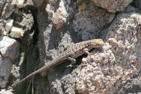 Lizard on a rock