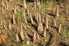 Cypress knees growing from the swamp land