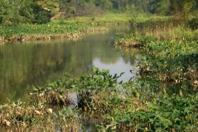 Swamp habitat