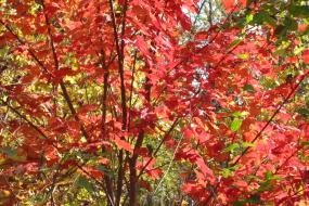Red autumn foliage