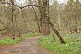 Path through the forest