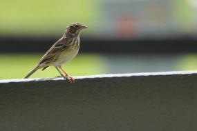 Vesper Sparrow