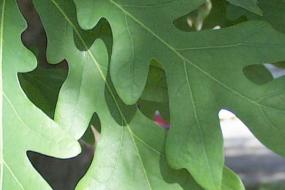 White oak leaves