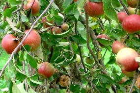 Apples in a tree