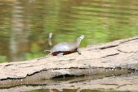 Turtle on a log