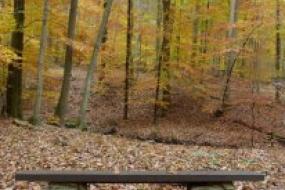 Stone bench in autumn