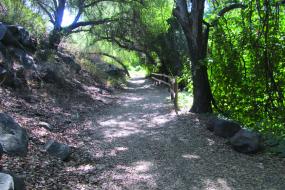 Tree branches arching over the trail