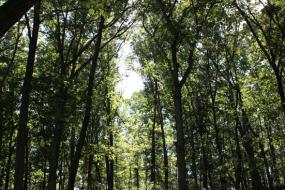 Deciduous forest