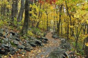 Rock-lined trail in Autumn