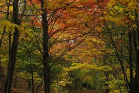 wooded trail in the fall