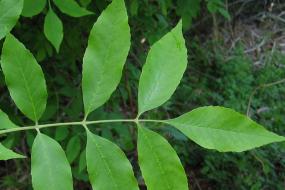 close up of green ash leaf