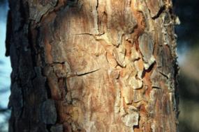 Scotch pine bark
