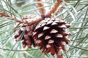 Scotch Pine Cone