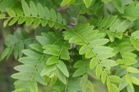 Honey locust leaves