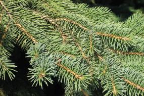 Black Hills spruce