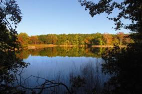 Trees reflecting in the lake at sunrise