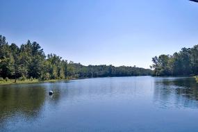 Lake surrounded by forest