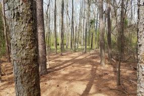 Hole 6 shot through trees