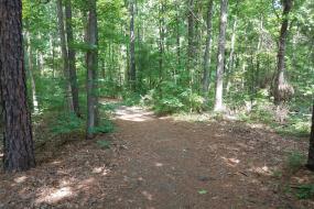 Natural trail through the trees