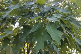Oak leaves