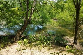 Pond view