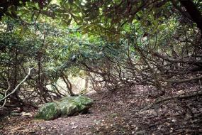 Rhodendron thicket