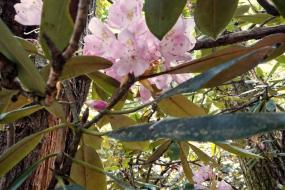 Rhododendron flower