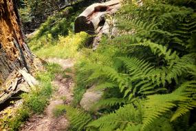 Ferns next to trail