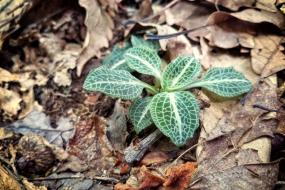 Downy Rattlesnake Plantain