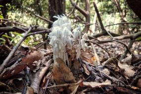 Ghost pipe (also known as Indianpipe)