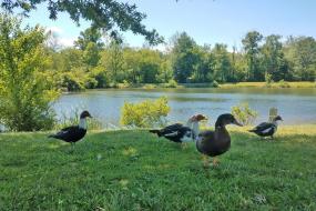 Ducks by the pond
