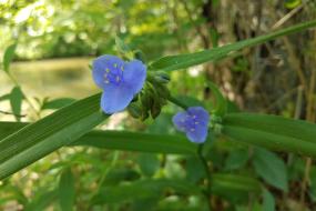 Flowers along the river