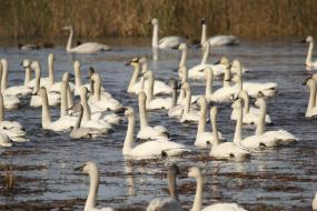 Swans on Lake