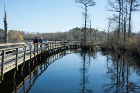 Boardwalk over wetlands