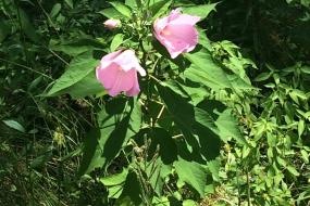 Swamp rose mallow