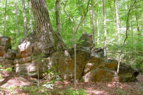 Tree growing out of rock formation