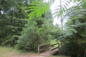 Wooden bridge over small stream