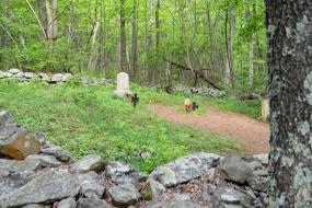 Fox Family cemetery