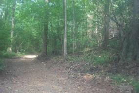 Wooded Trail