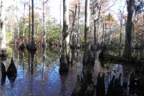 Cypress Swamp