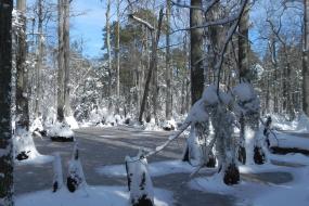 Snow in the swamp