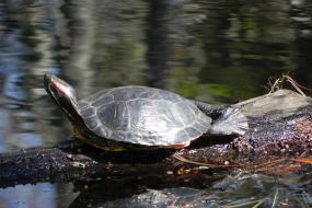 Red-eared slider turtle