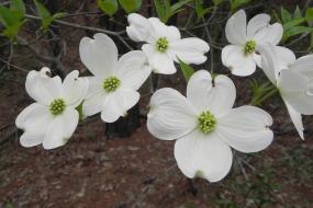 Dogwood flowers