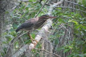 Green Heron