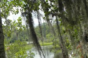Spanish moss hanging in trees